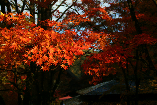 d0001533_1282324.jpg