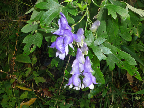 b0045357_14311545.jpg
