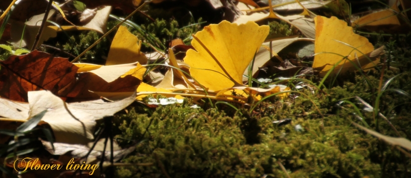 e0170658_23331565.jpg