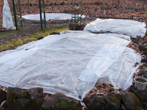e0088260_1059191.jpg