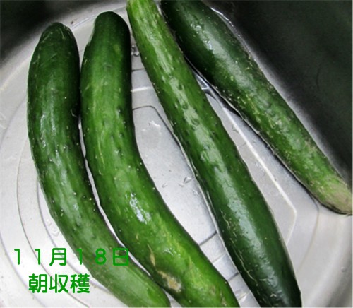 f0003174_14575052.jpg