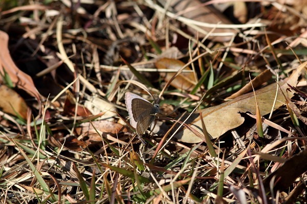 b0194593_20174056.jpg