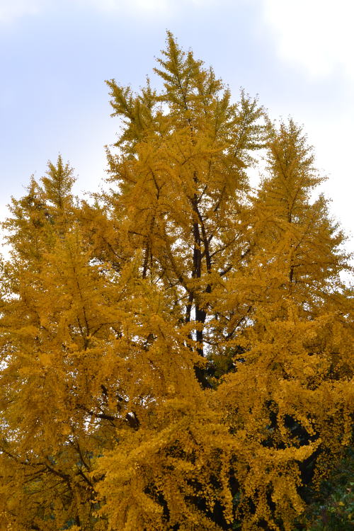 e0017396_23371414.jpg