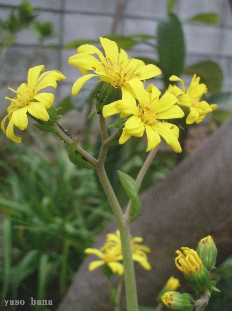 e0025300_15411688.jpg