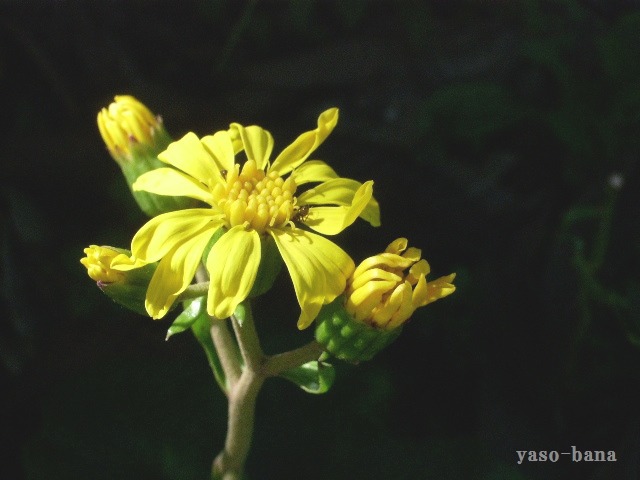 e0025300_15482358.jpg