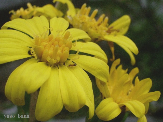 e0025300_1553178.jpg