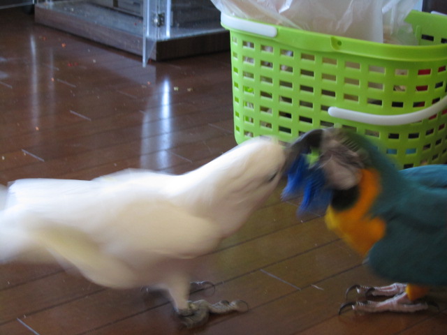 e0107730_20151881.jpg