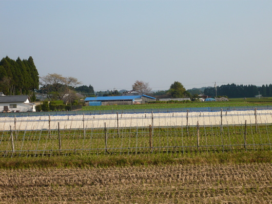 a0206332_944594.jpg
