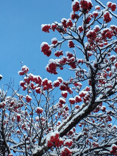 c0117239_10523027.jpg
