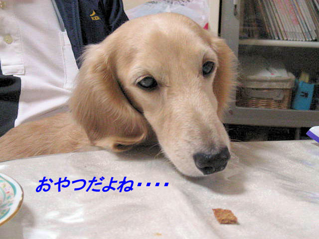 a0149240_18444931.jpg