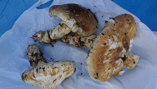 c0042847_11103465.jpg