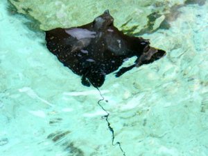 f0190653_9502524.jpg