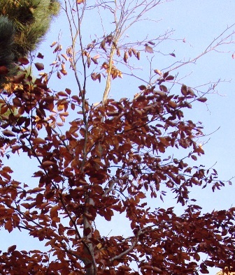 e0010856_0393478.jpg