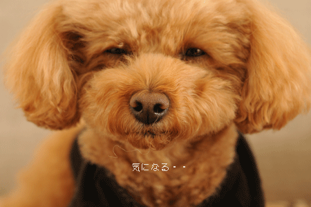 c0196673_16301360.gif