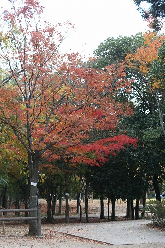 a0165483_21343054.jpg