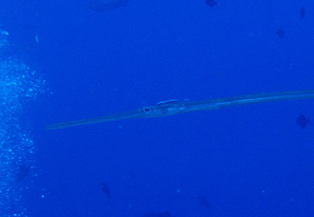 e0105088_9471735.jpg