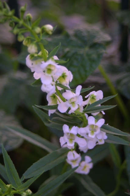 c0062603_20514669.jpg