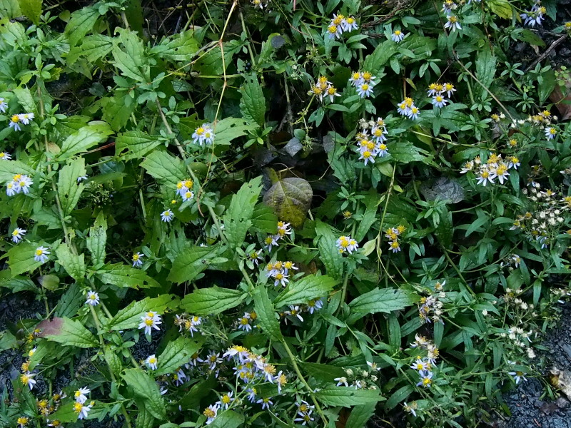 c0085622_2049267.jpg