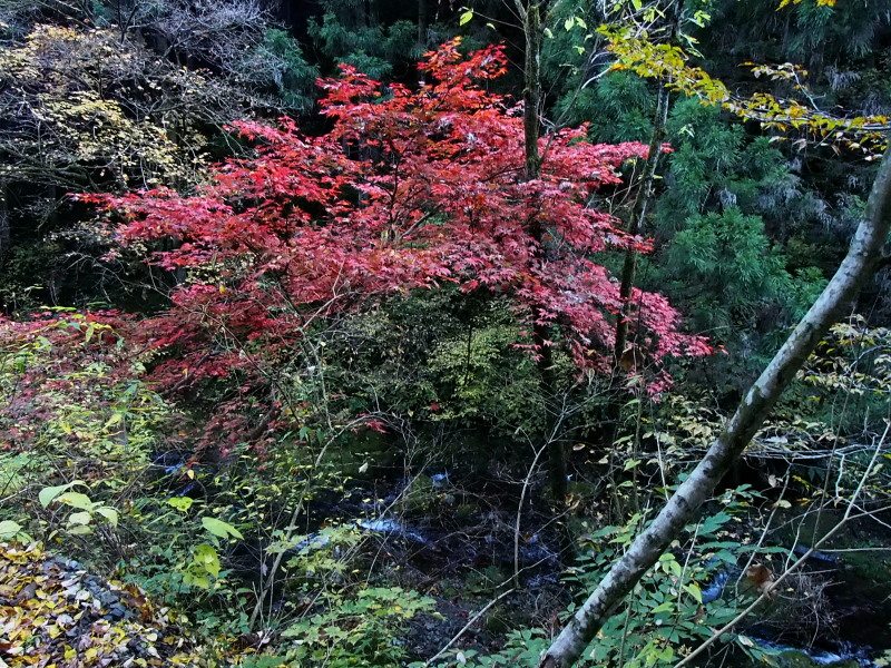 c0085622_2049845.jpg