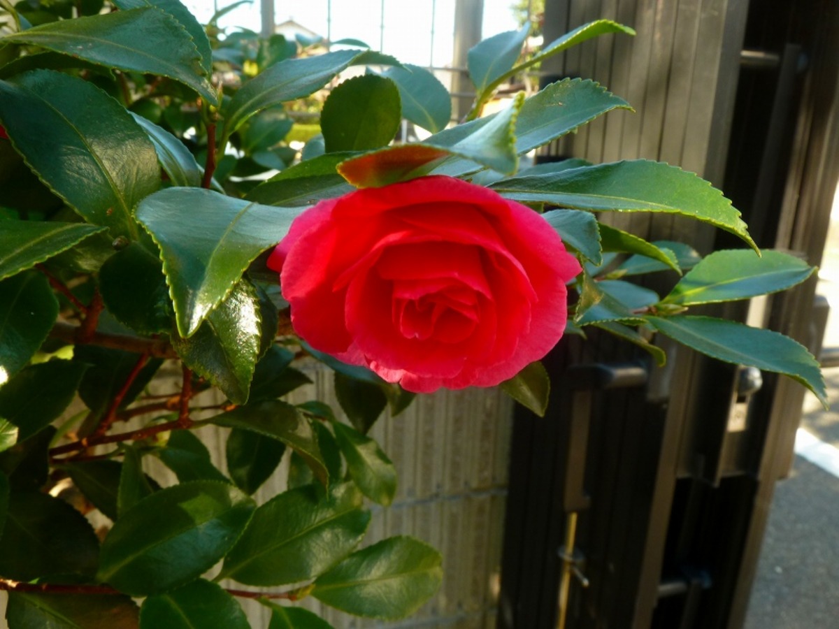 e0033229_2127232.jpg