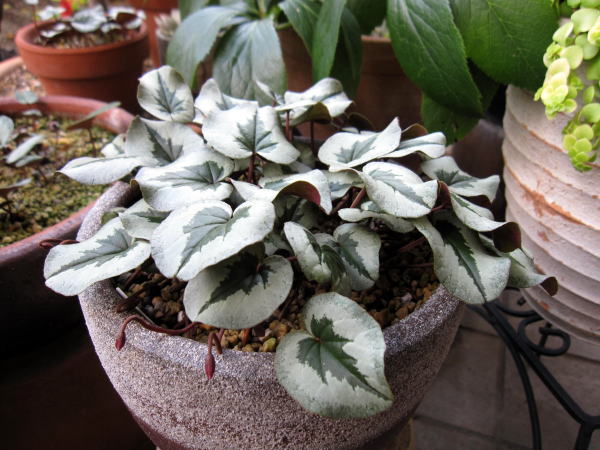 c0147952_20103786.jpg