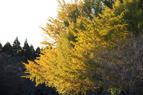 e0114977_2062556.jpg