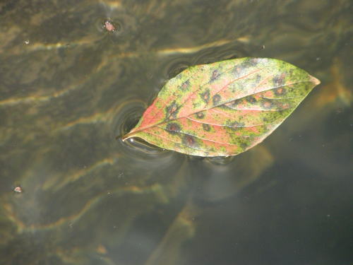 e0017396_2059345.jpg