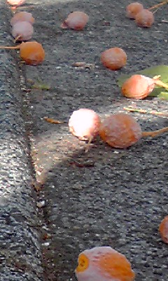 d0114517_11565580.jpg