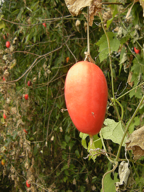 a0001354_21334934.gif