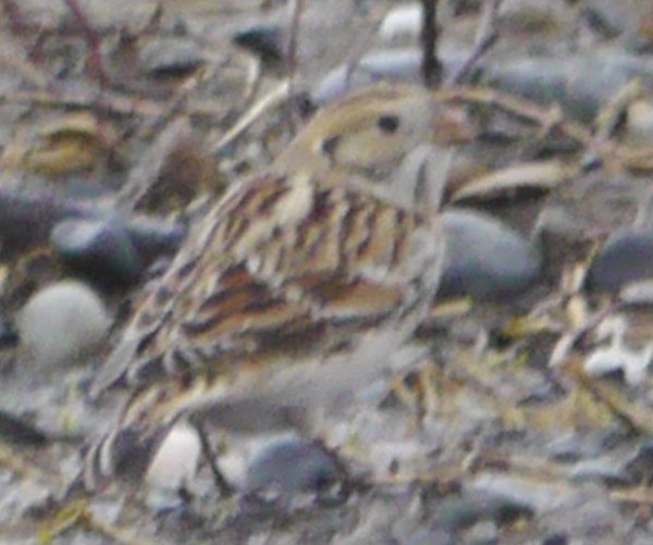f0159390_9293990.jpg
