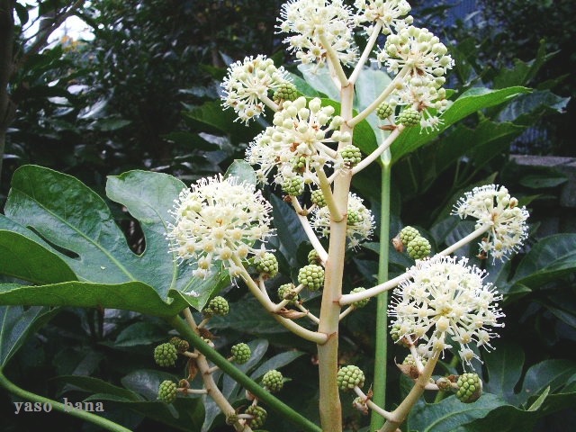 e0025300_1426512.jpg