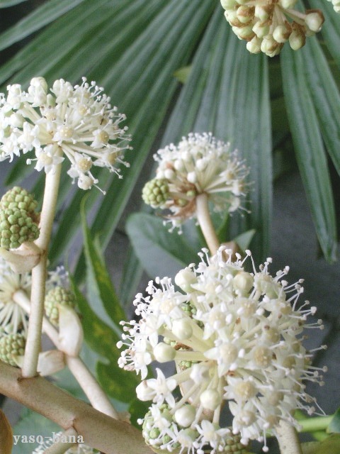 e0025300_1431856.jpg