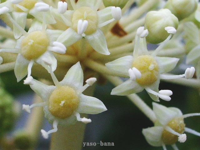 e0025300_1443448.jpg