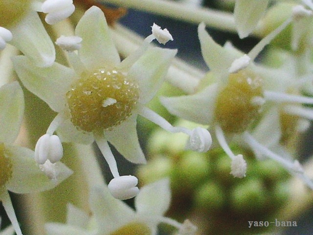 e0025300_14452527.jpg