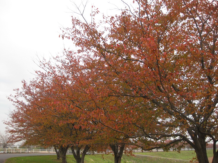 f0179209_1149017.jpg