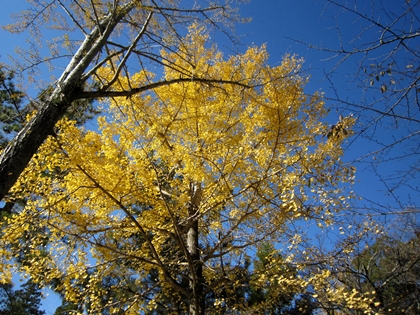 a0105023_10501256.jpg
