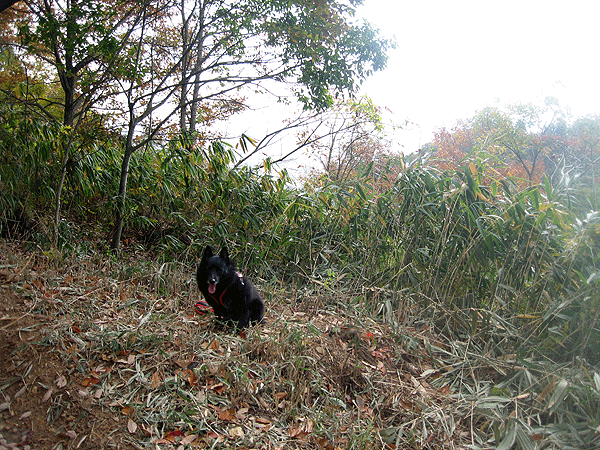 b0066826_2002047.gif