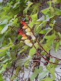 f0167635_5234741.jpg