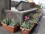 f0167635_523745.jpg