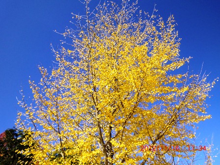 e0085772_2332125.jpg