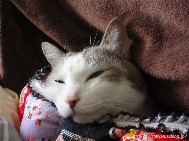 a0159490_14281756.jpg