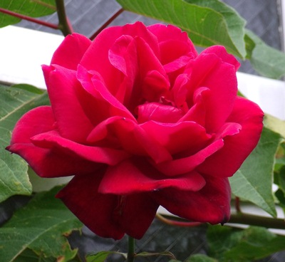 c0017802_1946550.jpg