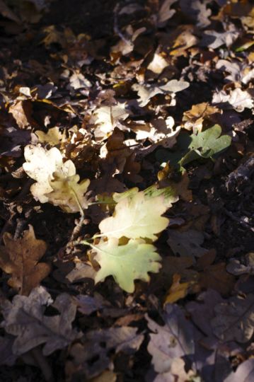 e0114020_82517.jpg