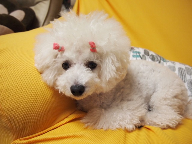 c0117239_8513760.jpg