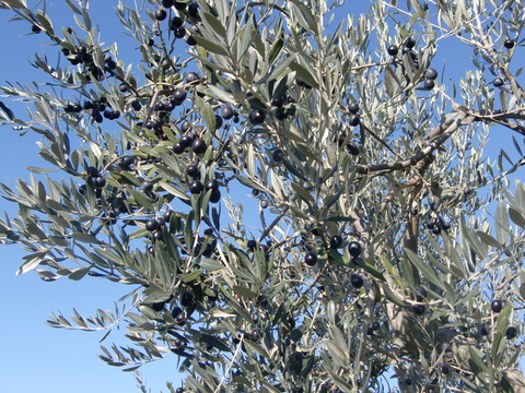 c0206352_0383233.jpg