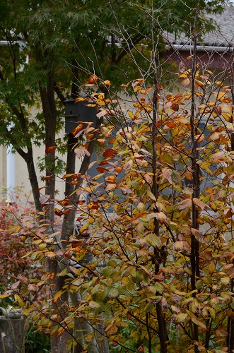 c0186463_17494811.jpg