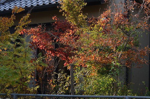 c0186463_17495897.jpg