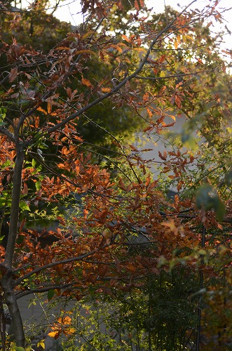 c0186463_17574265.jpg