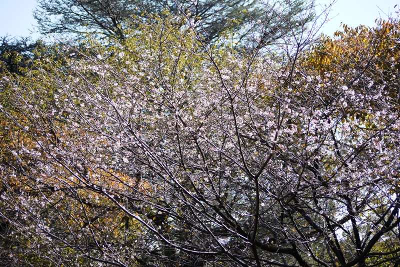 a0127090_1810532.jpg