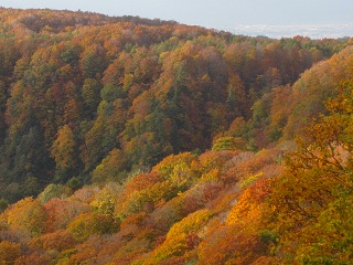 c0051529_22501416.jpg